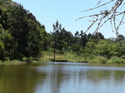 Lago 2